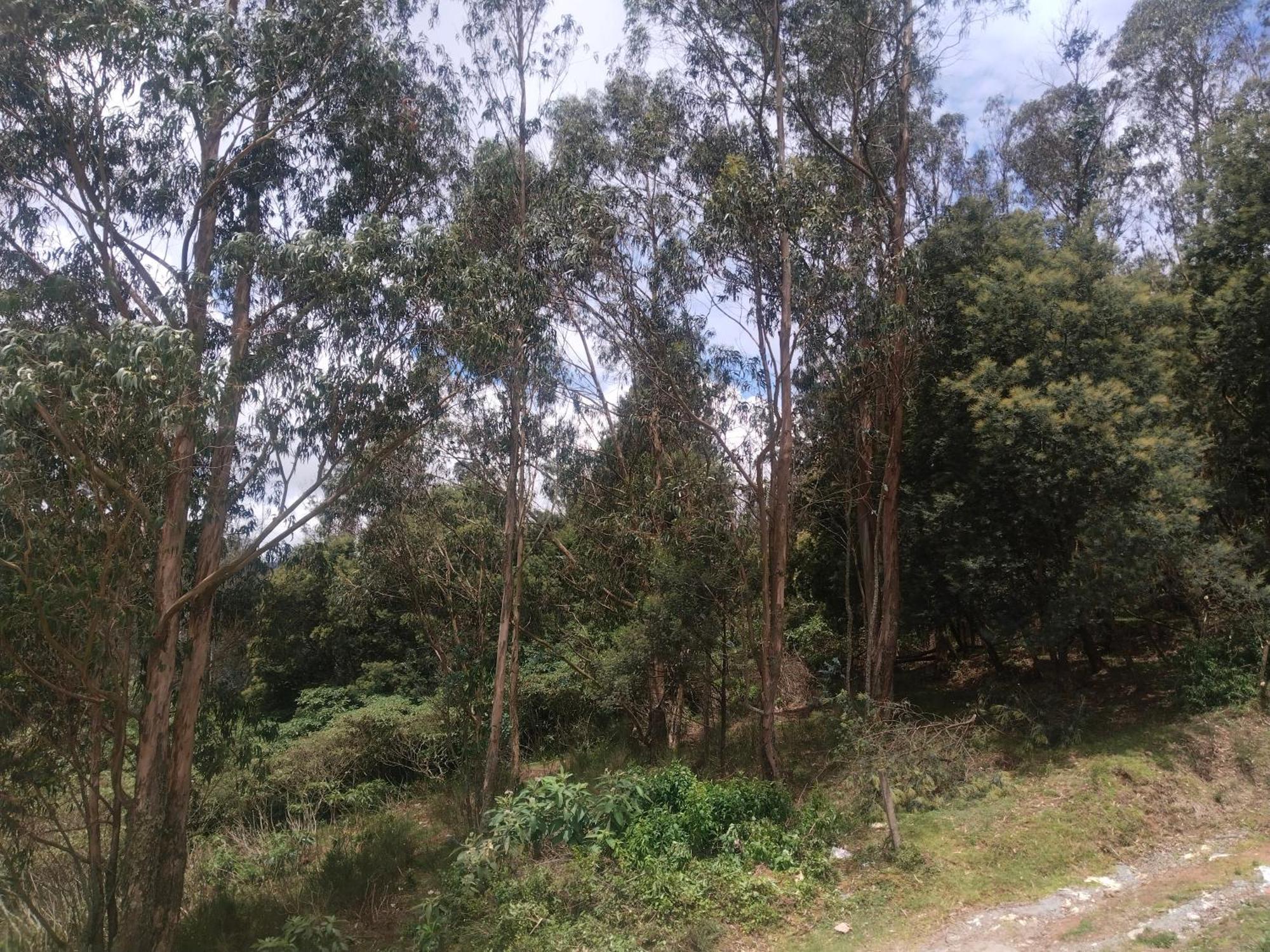 Bs Dreamz Ooty Apartment Bagian luar foto