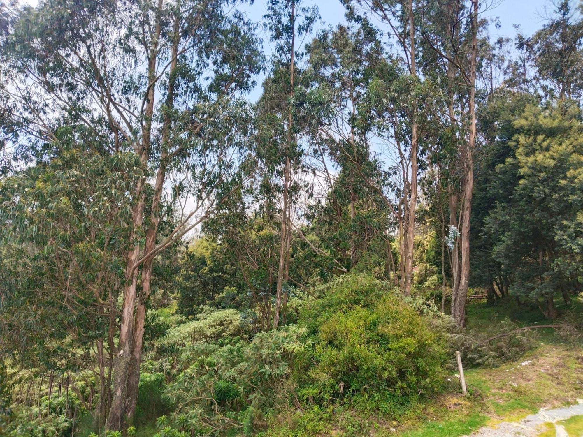 Bs Dreamz Ooty Apartment Bagian luar foto